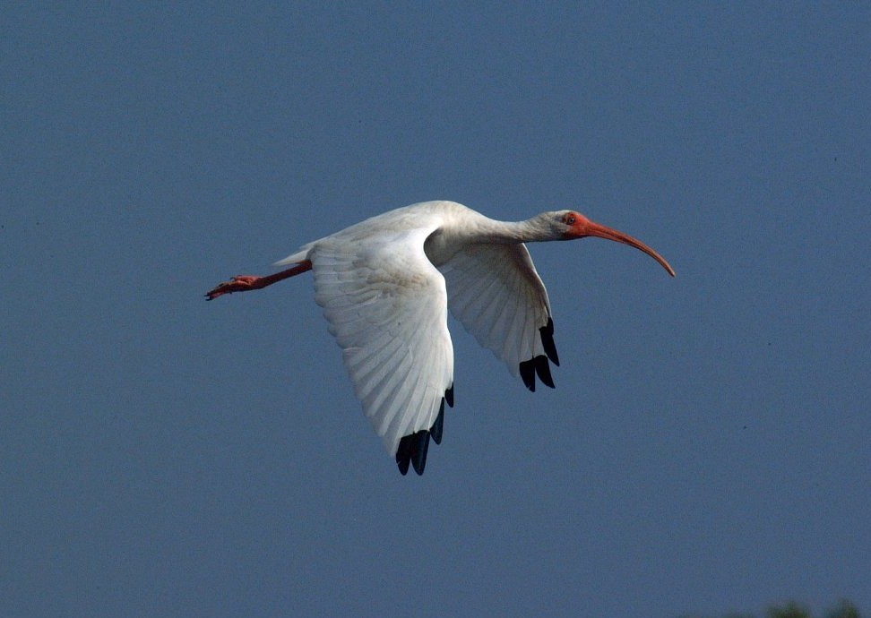 white ibis-01.jpg   (972x690)   103 Kb                                    Click to display next picture
